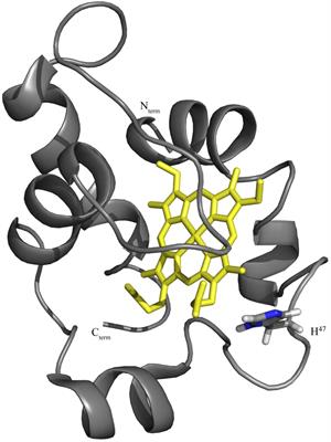 Modulation of the Redox Potential and Electron/Proton Transfer Mechanisms in the Outer Membrane Cytochrome OmcF From Geobacter sulfurreducens